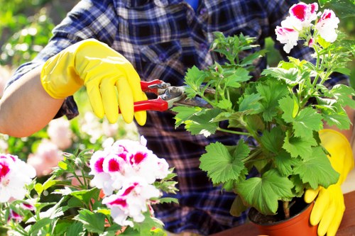 A person wearing a blue plaid shirt and bright yellow gardening gloves is in a garden, using red-handled pruning shears to trim a potted plant with large green leaves and white flowers with pink centers. The background features dense foliage, including several other plants and greenery, suggesting a well-maintained outdoor garden space. The scene is well-lit, indicating daylight, and the environment appears lush and vibrant, typical of a landscaped garden in Kilburn, designed for aesthetic appeal and outdoor enjoyment. This image exemplifies gardening activities that are part of general garden maintenance and landscaping services provided by companies such as Landscapers Kilburn, supporting the upkeep of outdoor spaces in the local area.