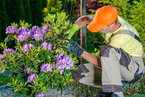 A gardener wearing a bright orange cap, green gloves, and outdoor work clothing is kneeling beside a large flowering shrub with vibrant purple blossoms in a well-maintained garden area. The shrub has dense, glossy green leaves and is situated near a paved pathway with gravel mulch around its base. In the background, there are neatly trimmed hedges and a variety of trees and plants, indicating a landscaped garden setting typical of outdoor spaces in Kilburn. The weather appears clear with natural daylight illuminating the scene. The gardener is engaged in pruning or inspection activities, contributing to garden maintenance that includes flower bed creation and plant care, consistent with services offered by Landscapers Kilburn in the local area.