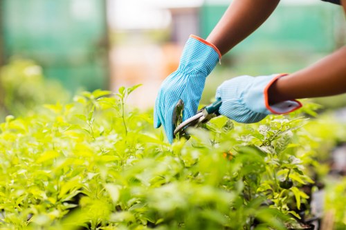 A gardener wearing bright blue gardening gloves is shown pruning or trimming small green plants in a lush garden, with the focus on their hands and the foliage. The garden features a well-maintained lawn with dense grass, bordered by shrubs and small hedges. In the background, there are leafy trees and a partly blurred greenhouse structure, indicating a cultivated outdoor space typical of residential or community gardens in Kilburn. The scene suggests ongoing maintenance or horticultural care, highlighting the importance of sustainable gardening practices promoted by Landscapers Kilburn, especially in urban environments within NW6 postcode area, emphasizing local expertise in eco-friendly garden management.