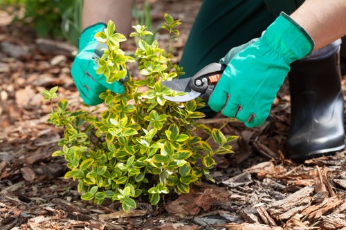 A gardener wearing bright green waterproof gloves is pruning a small, dense shrub with variegated green and yellow leaves using garden shears. The shrub is situated in a well-maintained garden bed covered with brown wood mulch, which surrounds a larger area of lush, green grass. In the background, there are additional garden elements such as soil patches and possibly other plants, indicating active landscape maintenance. The scene is outdoors on a clear day, with natural daylight illuminating the vibrant colors of the plant and the textured surface of the mulch, reflecting careful garden and lawn management typical of professional landscaping services in Kilburn, London.