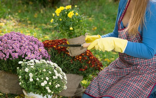 In the image, a person wearing a blue long-sleeved shirt, a checkered apron, and yellow gardening gloves is tending to a flower bed in an outdoor garden setting. They are holding a small potted plant with yellow flowers, preparing to plant or transfer it among other blooming plants. The flower bed features a variety of colorful, dense flowering plants including purple, white, and red blooms, likely chrysanthemums or similar seasonal flowers. The garden surface appears well-maintained with dark soil visible at the base of the plants, and the background includes green grass and blurred foliage, indicating a lush, verdant environment typical of a landscaped front or backyard. The scene is lit with natural daylight, suggesting a clear or partly cloudy day, ideal for gardening. This setting emphasizes outdoor garden care and planting activities, relevant to professional gardening services such as those offered by Landscapers Kilburn, supporting sustainable and aesthetic landscape maintenance in local communities within NW postcode areas.