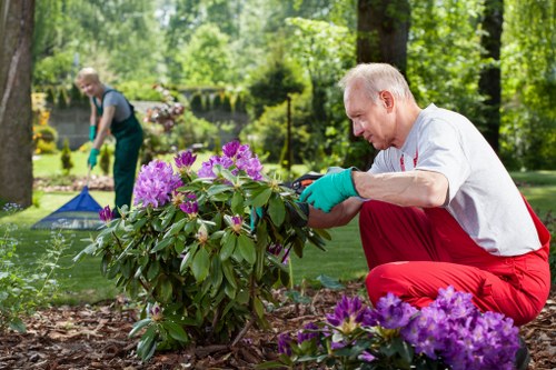 A mature man with short grey hair, dressed in a white shirt and red gardening trousers, is crouching near a flowering shrub in a well-maintained garden, carefully tending to the plant with his hands protected by bright green gloves. In the background, another gardener is slightly blurred, wearing gloves and working among the lush greenery of a backyard garden. The garden features a neatly edged flower bed with vibrant purple and pink blooming rhododendrons in the foreground, complemented by a lush green lawn with dense trees providing shade and natural privacy. Paved pathways or decking are not visible, but the outdoor setting appears spacious and shaded by mature trees, with dappled sunlight filtering through the leaves, creating a peaceful environment suitable for outdoor gardening and maintenance activities. The scene emphasizes careful shrub pruning and landscape upkeep typical of professional gardening services by Landscapers Kilburn, with the environment reflecting well-maintained, eco-friendly outdoor space management relevant to the postcode area around Kilburn, London. The weather appears mild and sunny, ideal for outdoor gardening work, highlighting the importance of sustainable and responsible garden care practices.