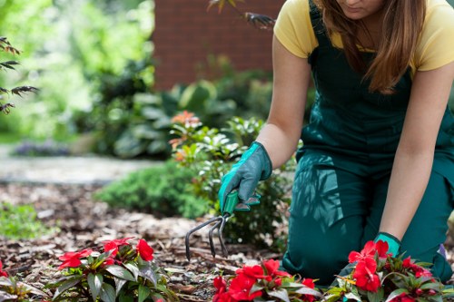 A gardener wearing a yellow top and teal apron is kneeling on a well-maintained garden bed, using a small hand rake to tend to vibrant red and pink flowering plants. Surrounding the gardener, there are lush green shrubs and leafy plants, with a neatly edged lawn visible in the background. The garden features a mix of soil and mulched areas, with a paved pathway visible nearby, leading through the landscaped yard. The environment appears bright and well-lit, suggesting a sunny day, with healthy foliage and natural greens contrasting against the colourful flowers. This scene exemplifies professional gardening and landscaping work, illustrating attention to detail in planting, soil management, and outdoor aesthetic enhancement, which is typical of maintenance services by companies like Landscapers Kilburn serving the local area near NW London.