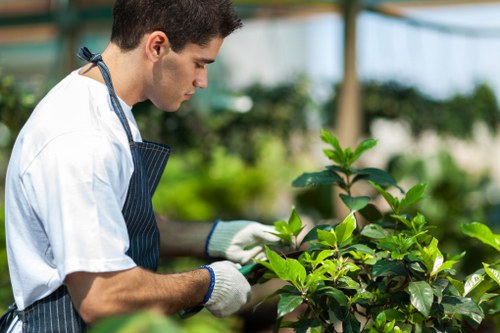 In a bright greenhouse environment, a professional gardener wearing a white t-shirt, striped apron, and white gardening gloves is carefully pruning a lush green shrub with broad, glossy leaves. The garden setting features a well-maintained outdoor space with dense, thriving plants and trees visible in the background, suggesting a landscaped garden or back yard within Kilburn, London. The shrub is situated in a raised bed or planter, with natural sunlight illuminating the scene, highlighting the vibrant green foliage and the gardener's focused activity. The environment indicates regular outdoor garden maintenance, aligning with services delivered by Landscapers Kilburn, including pruning, plant health care, and general garden tidying. The scene emphasizes healthy plant growth and meticulous care, with the natural tones of various green shades and the subtle texture of the leaves contrasting against the gardener's neutral clothing and work gloves. This image captures the essence of professional gardening tasks aimed at enhancing garden aesthetics and plant vitality in a residential outdoor space.