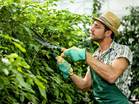 A man wearing a straw hat, green gardening gloves, and a checkered shirt is trimming dense green hedges in a backyard garden near Kilburn, showcasing a well-maintained outdoor space. The garden features a lush, thick hedge on the left side, with vivid green leaves and a few branches extending outward. The background reveals a neatly bordered flower bed with dark soil, contrasting with the surrounding foliage, and a lawn area with dense, healthy grass in the foreground. The wooden garden boundary fencing is visible in the distance, along with taller trees providing shade and natural enclosure. The man is focused on shaping the hedge using garden shears, and the scene captures the natural light of a partly cloudy day, highlighting the vibrant greenery and peaceful atmosphere typical of well-cared outdoor spaces in northwest London. This image exemplifies professional landscaping and gardening services, such as hedge trimming and garden maintenance, that a local company like Landscapers Kilburn may provide to maintain attractive and functional outdoor environments.