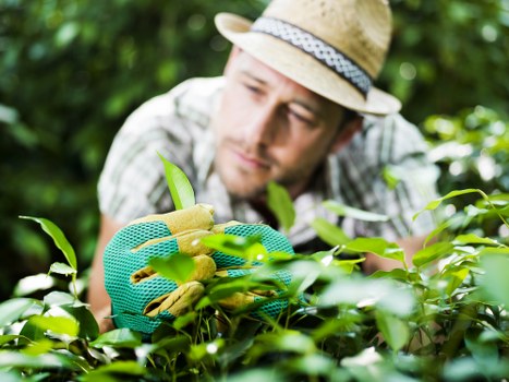 A man wearing a straw hat and gardening gloves is carefully trimming or pruning a neatly maintained hedge in a lush outdoor garden. The hedge comprises dense, vibrant green foliage, with some leaves in lighter shades indicating new growth. Surrounding the hedge, there are various garden elements such as soil beds and possibly flowering plants, although those are not clearly visible. The garden is well-lit with natural sunlight, highlighting the healthy leaves and the textures of the foliage. In the background, there are taller trees or shrubs, contributing to a layered, landscaped outdoor space. The scene depicts a quiet, manicured garden setting suitable for professional landscaping and gardening services provided by companies like Landscapers Kilburn, based in the London area near Kilburn. The overall environment appears clean and organized, implying ongoing garden maintenance. This detailed, natural outdoor scene emphasizes tasks like hedge trimming, pruning, and plant care, aligning with the gardening and landscaping services offered in the local area.