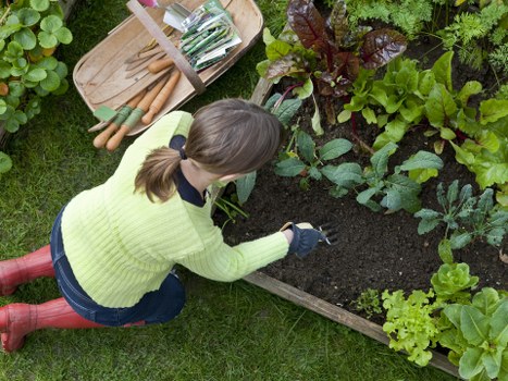 A woman with brown hair tied back, wearing a light green sweater, dark blue gloves, and red rubber boots, is kneeling on a well-maintained lawn in a garden, tending to a vegetable bed with dark, moist soil. She is using her hands to work in the soil, surrounded by a variety of leafy greens and vegetables, including lettuce and possibly kale, with some plants exhibiting deep green and purple hues. To her left, there is a wooden tray containing gardening tools, such as small spades and trowels, with additional tools laid out nearby. The garden features a tidy, raised wooden border separating the vegetable patch from the surrounding grassy area, with lush green foliage and other garden beds visible in the background. The scene is outdoors on a clear day, with bright natural light illuminating the garden environment, highlighting the textures of the soil, plants, and grass, showcasing a neat and productive outdoor space suitable for landscaping and gardening services around Kilburn and the broader London area.