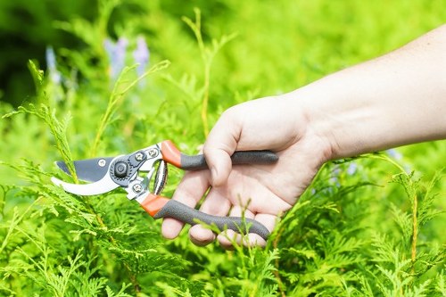 A close-up view of a person's hand using a pair of pruning shears with red and black handles to trim or prune green foliage in a well-maintained outdoor garden. The garden features lush, dense greenery, including various shrubs and plants with vibrant green leaves. The background shows more greenery, possibly a lawn or flowerbed, with natural sunlight illuminating the scene, suggesting a bright, mild weather day. This outdoor space reflects typical gardening activities that might be supported by local landscaping services in Kilburn, with healthy, thriving plants and neatly maintained garden elements visible in the image.