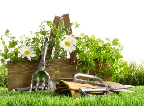 A neatly arranged garden scene featuring a small wooden garden bed filled with lush green plants and foliage, positioned on a well-maintained grassy lawn. In the foreground, there are gardening tools including a pair of gardening gloves, a hand trowel, a small hand fork, and a pruning shear, displayed on the grass. The garden bed appears to have a mix of leafy herbs or decorative plants, with some white flowers visible among the greenery. The background shows a clean, bright outdoor environment with natural daylight, suggesting a pleasant weather condition. The setting reflects typical gardening work in a residential outdoor space, possibly in Kilburn or surrounding areas, and highlights the kinds of tools and plant care involved in lawn and garden maintenance as part of professional landscaping services offered by Kilburn-based landscapers.