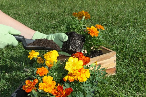 In a well-maintained garden, a person wearing green gardening gloves is in the process of planting a flowering shrub or small plant into a rectangular wooden planter box filled with soil. The plant has vibrant orange and yellow blossoms with lush green foliage. The background features a neatly trimmed grass lawn and a few other flowering plants, also with bright orange and yellow flowers, adding a splash of colour. The garden surface appears to be a mixture of soil and grass, typical of a residential outdoor space in Kilburn, London. The scene suggests routine gardening or planting work, aligning with professional landscaping and lawn care services provided by Landscapers Kilburn. The outdoor environment is bright, indicating a sunny day, with natural lighting emphasizing the healthy green tones and lively blossoms of the garden. This image demonstrates careful planting and garden enhancement efforts suitable for outdoor maintenance and planting projects within a typical UK garden setting.